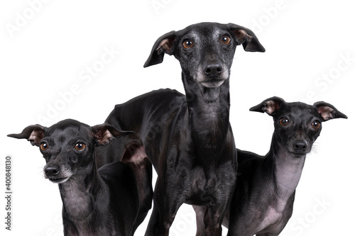 Photos Three black Italian greyhound dogs  standing full body against a white backgroun