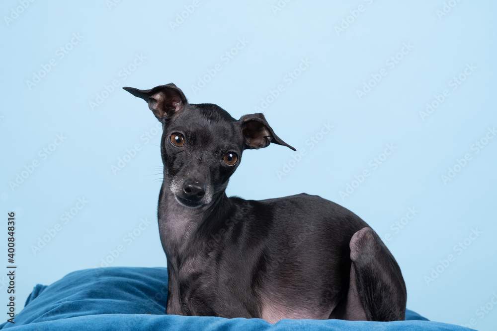 Italian greyhound dog  lying on a blue pillow against a blue background