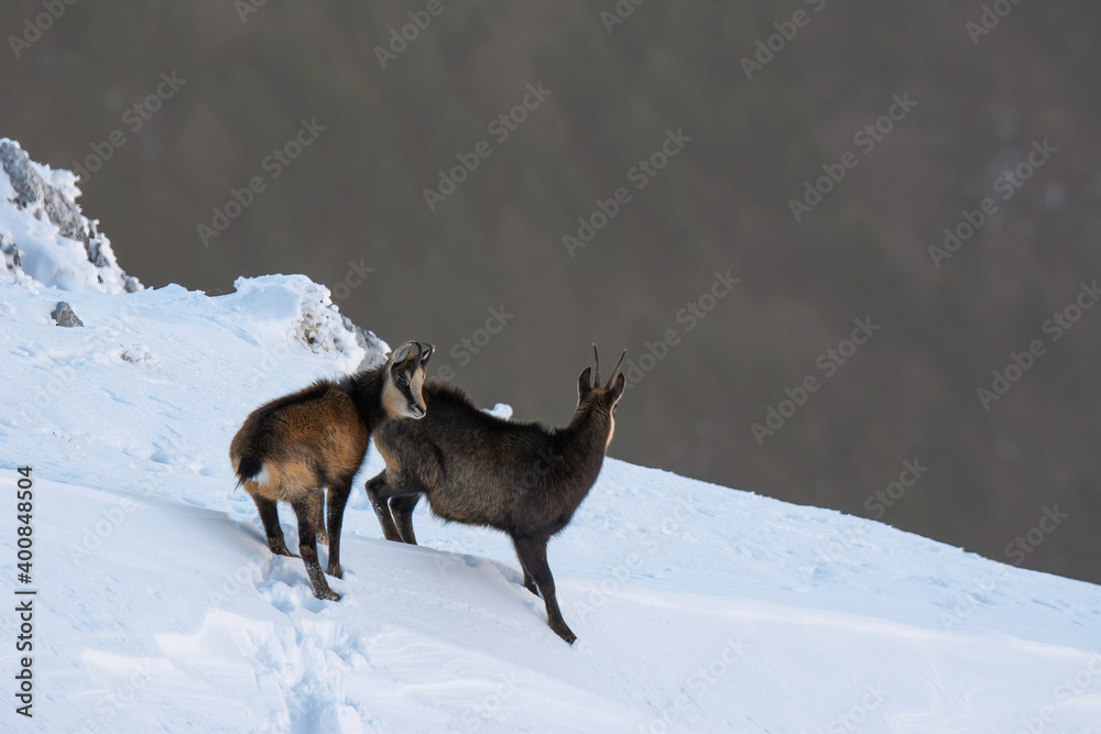 Two chamois (a female and her cub) going up the slope on snow, in Piatra Craiului, Romania.