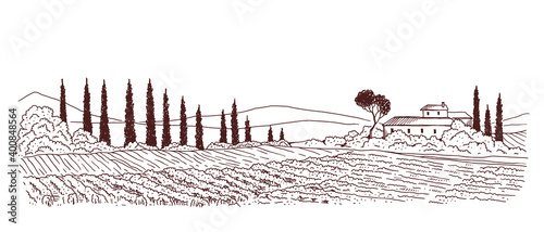 Landscape with farm and fields planted with vineyards a vector illustration