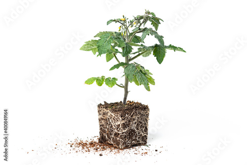 seedlings of tomato plants