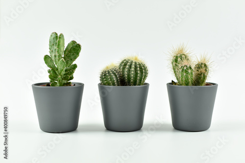 Różne, małe kaktusy w szarych doniczkach.