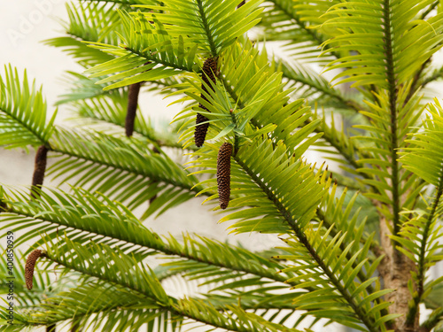 Wollemia nobilis, Pin de Wollemi ou arbre de Wollemi, conifère aux tiges horizontales garnies de feuilles à aiguilles aplaties retombantes et de cônes mâles brun 