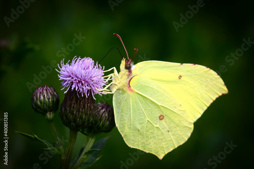 Common brimstone butterflyÔøΩ(GonepteryxÔøΩrhamni)ÔøΩperching on plant photo