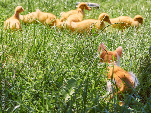 Slika na platnu Small ginger kitten hunts ducklings in the grass