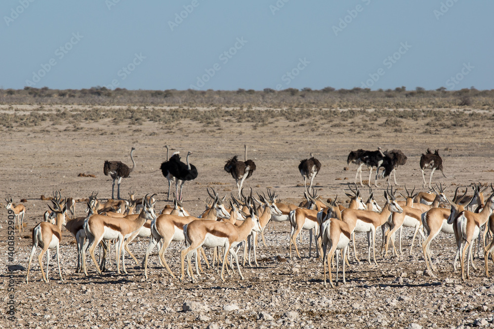 Etosha, Namibia, June 18, 2019: A herd of springboks and a flock of ostriches walk the lifeless rocky desert