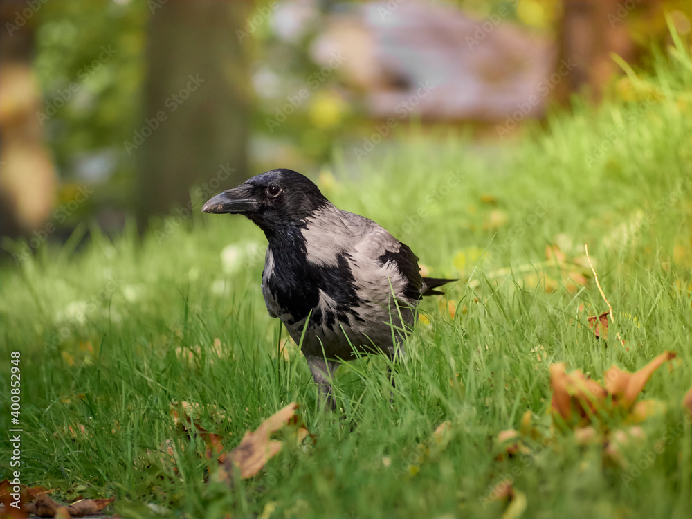 City crow on the lawn in the park in the green grass City crow on the lawn in the park in the green grass
