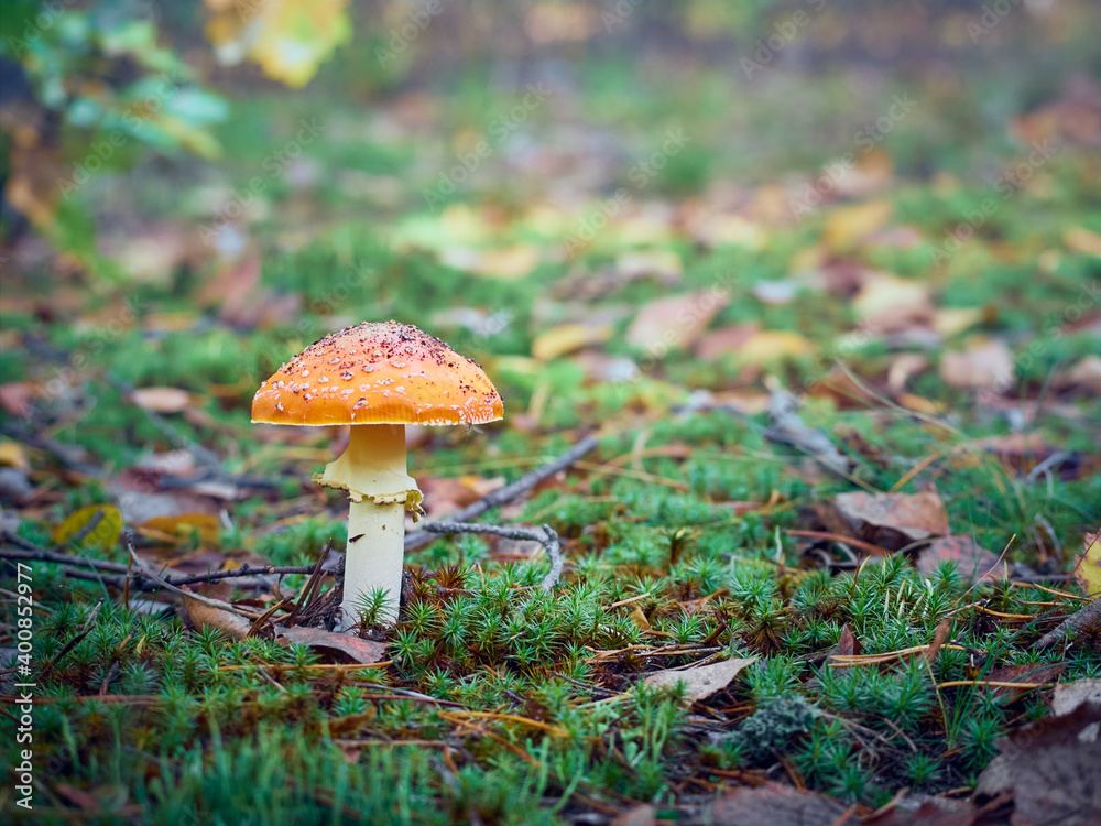 Fly agaric in the autumn forest. Fly agaric in the autumn forest.