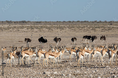 Etosha, Namibia, June 18, 2019: A herd of springboks and a flock of ostriches walk the lifeless rocky desert
