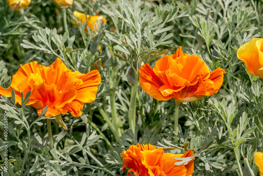 California Poppy (Eschscholtzia californica) in garden California Poppy (Eschscholtzia californica) in garden