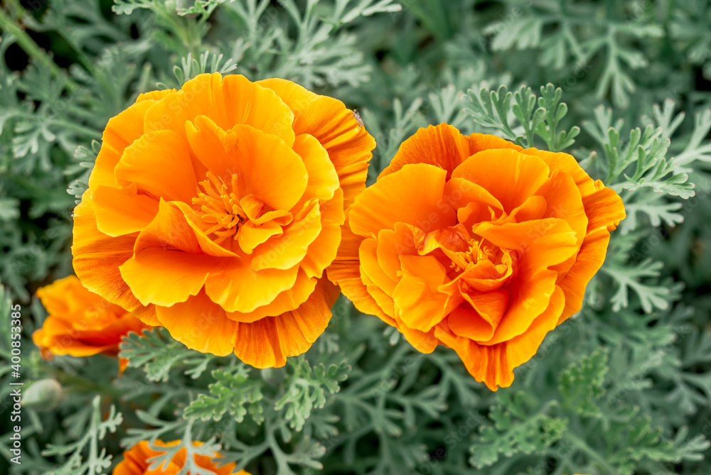 California Poppy (Eschscholtzia californica) in garden California Poppy (Eschscholtzia californica) in garden