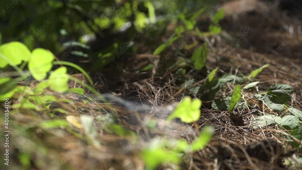 Telaraña en el bosque Telaraña en el bosque