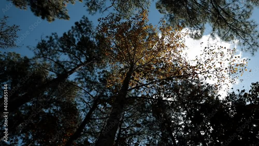 Looking Up into Colorful Autumn Leaves, Evergreens, and Sky Looking Up into Colorful Autumn Leaves, Evergreens, and Sky