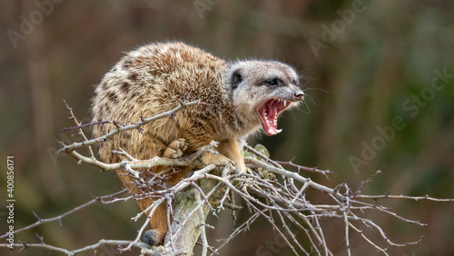 Mongoose on a branch lookout - open mouth showing teeth
 photo