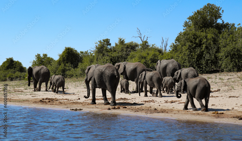Obraz premium Manada de elefantes junto a la orilla del río. Parque nacional de Chobe. 