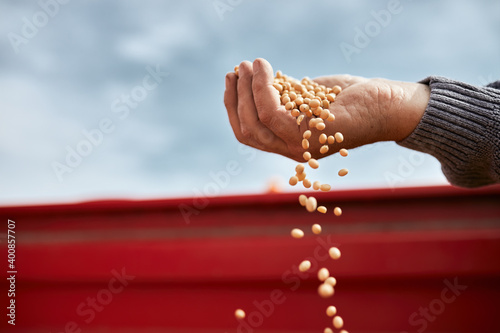 Farmer hand holding soybean against clear sky photo