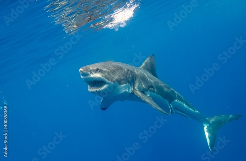 Great White Shark in blue water © Sharkdiver Martin