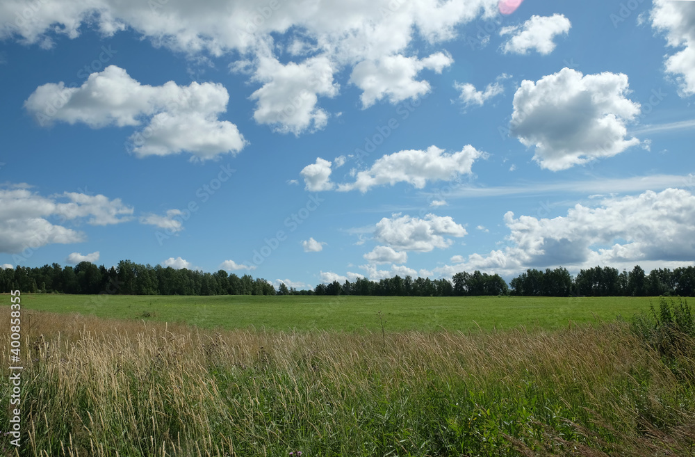 Beautiful countryside landscape with green field, deciduous forest and high grass  in the front under white clouds on blue sky in the summer day