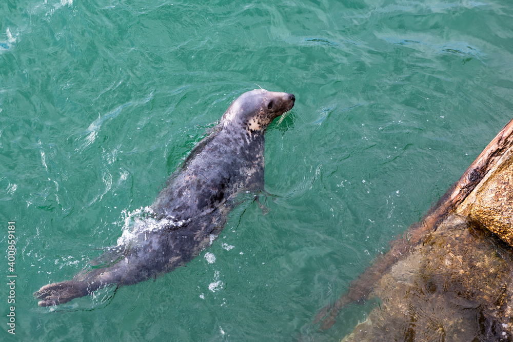 Fototapeta premium Grey Seal (Halichoerus grypus) in St. Ives harbour next to the quayside, Cornwall, UK
