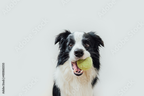 Funny portrait of cute puppy dog border collie holding toy ball in mouth isolated on white background. Purebred pet dog with tennis ball wants to playing with owner. Pet activity and animals concept.