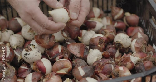 Wallpaper Mural male hands sorting bulbs of tulips Torontodigital.ca