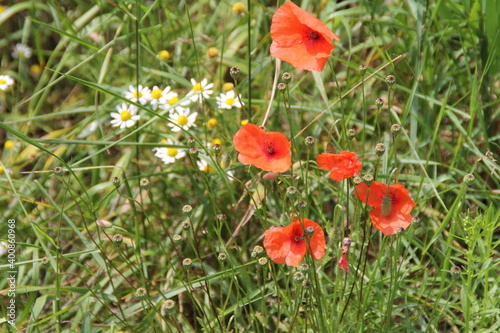 field, meadow with flowers, with white chamomiles and red poppies, green grass growing in between