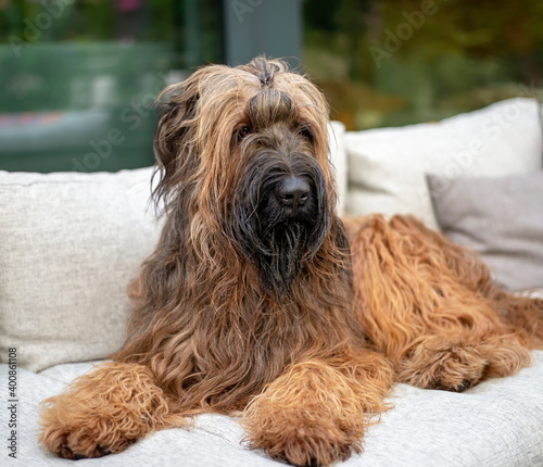 Briard relaxing on sofa at back yard photo