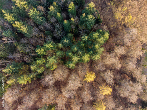Aerial view of mixed forest in autumn