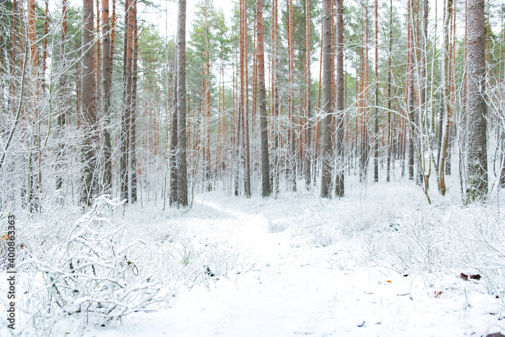 Naklejka premium Snowy road in a forest during winter in Northern Europe