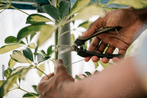 Hands of young male farmer pruning plant with shears at greenhouse photo