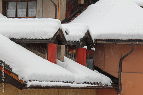 abbaini nella neve (Cavalese, Val di Fiemme, Trentino) photo