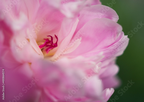 light pink peony flower in the garden - close up, beauty and fragrance, femininity and luxury