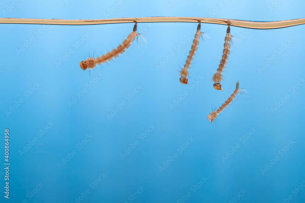 Naklejka premium Mosquito larvae in the water - small animal that causes tropical diseases