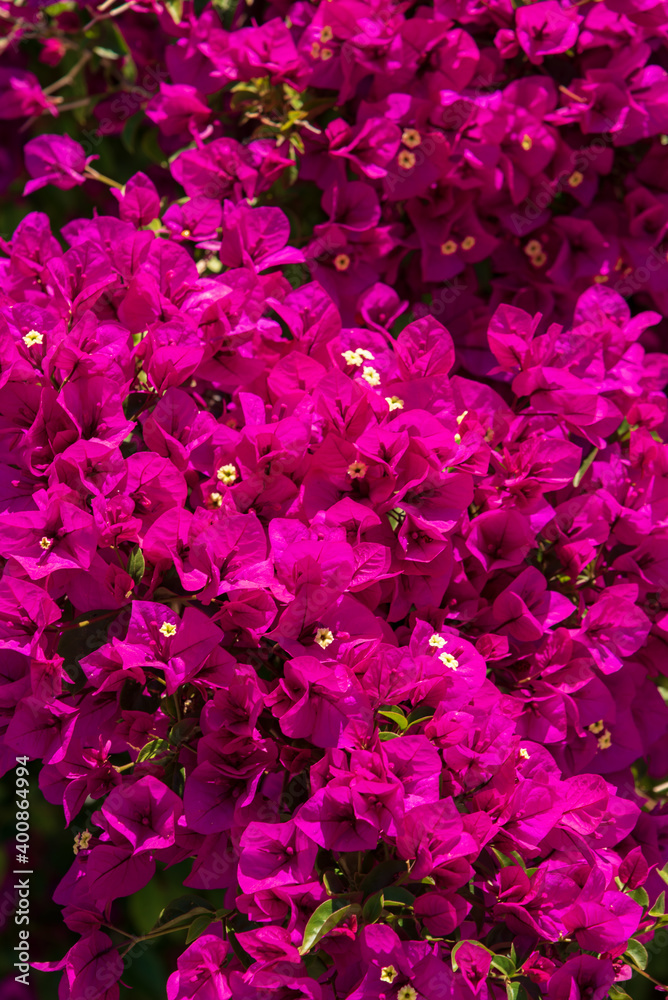 Closeup of purple flowers - full frame - texture