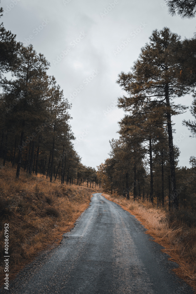 Country road surrounded with trees in Autumn Country road surrounded with trees in Autumn