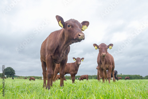 Red poll cows grazing on field against sky
