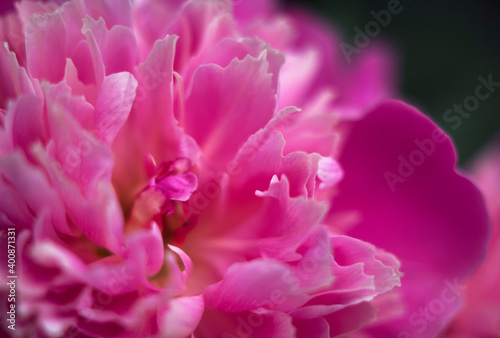 extra fresh pink peony flower in the garden - close up, beauty and parfum, femininity and luxury