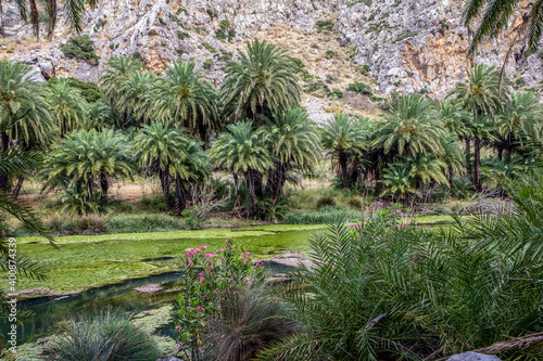 Palm trees growing along Kourtaliotiko River photo