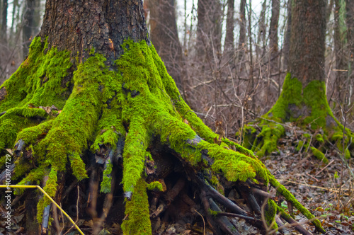 the roots of large trees in the forest covered with green moss