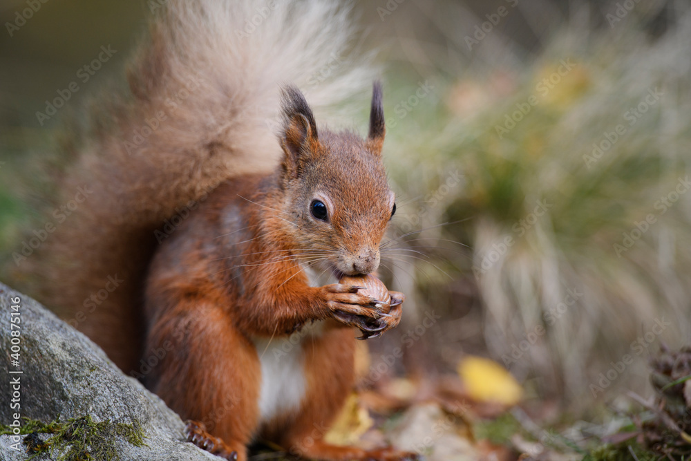 Close-up of red squirrel eating nut by rock Close-up of red squirrel eating nut by rock