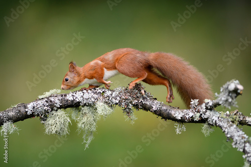 Close-up of squirrel walking on branch photo
