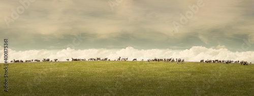 Flock of sheep grazing in pasture photo