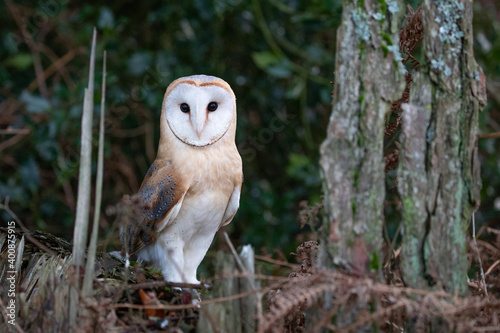 owl sitting on a branch