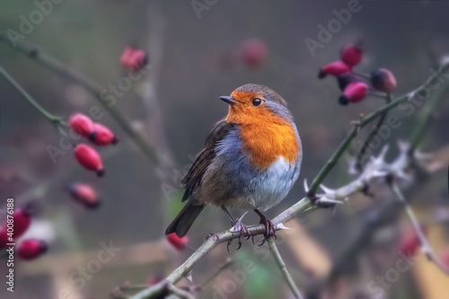 Robin on Rose hip, European robin,Erithacus rubecula, winter © Mariana