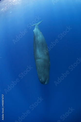 Sperm whale near the surface. Group of whales. Snorkeling with the whales. Marine life in Indian ocean.  © prochym