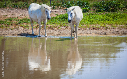 Fototapeta Naklejka Na Ścianę i Meble -  Famous horses of the Camargue, France