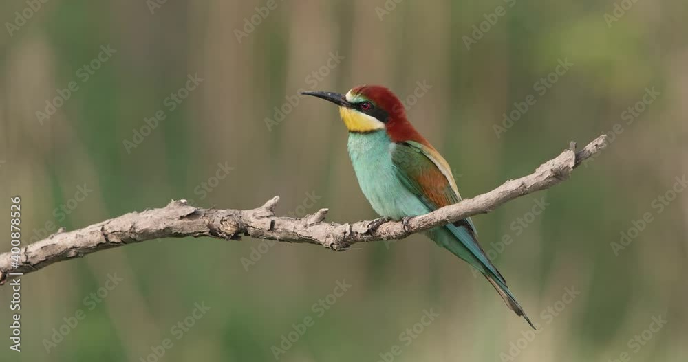 European bee-eater, merops apiaster, landing on a branch and cleaning its beak by scratching. Bird with colorful plumage sitting down on twig in summer nature. European bee-eater, merops apiaster, landing on a branch and cleaning its beak by scratching. Bird with colorful plumage sitting down on twig in summer nature.