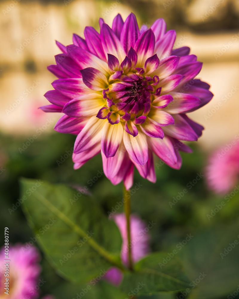 Dahlie