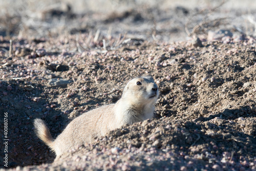 Wallpaper Mural A Black-tailed Prairie Dog (Cynomys ludovicianus) at its Burrow on Grassland in Colorado Torontodigital.ca