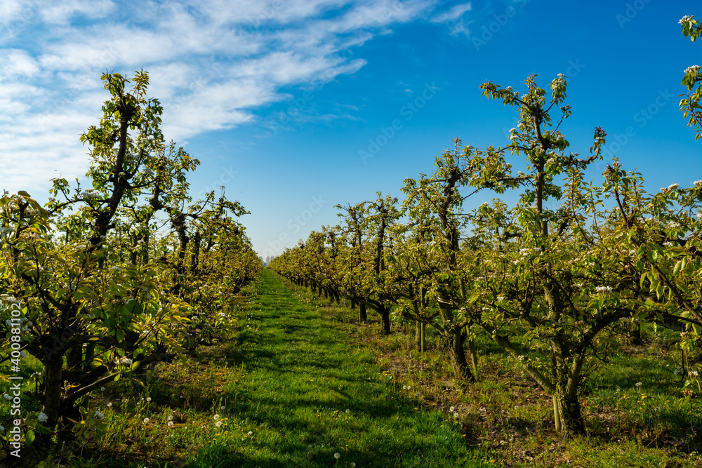 Rows with plum or pear trees with white blossom in springtime in farm orchards, Betuwe, Netherlands